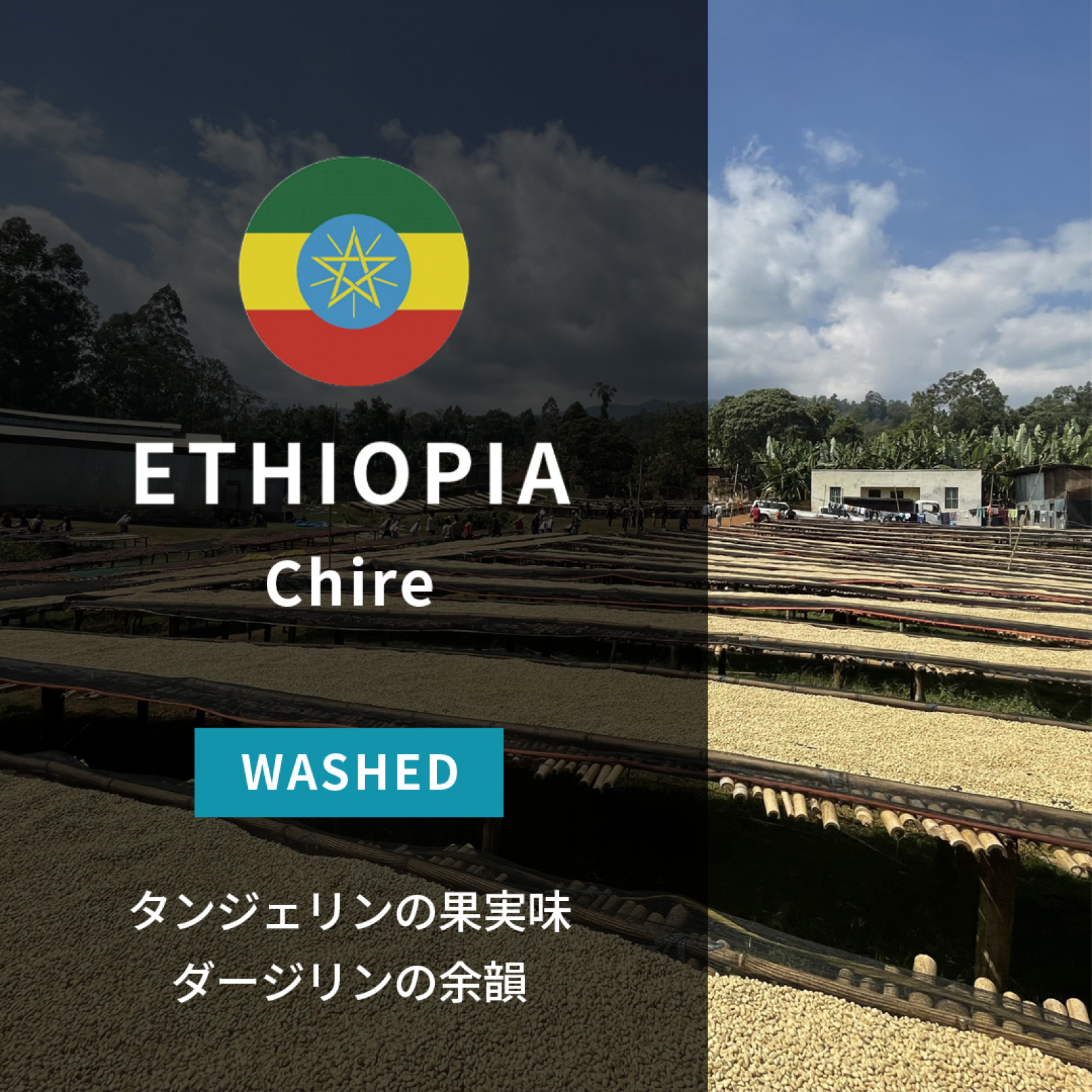 701Ethiopia Chire Washed2425